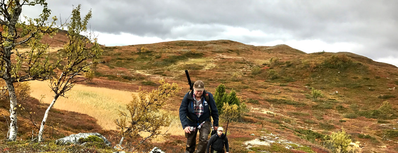 Trumvallen jakt vandrar upp för fjälltopp under hösten